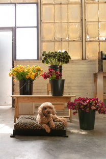 Fold Pet Bed